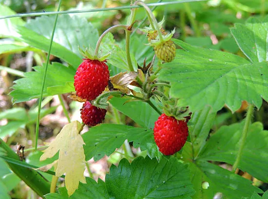 Fraisier 'Saveur des bois'