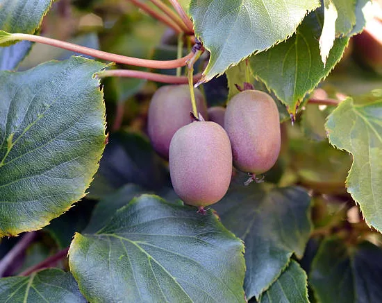 Kiwi 'Princeumbo male'