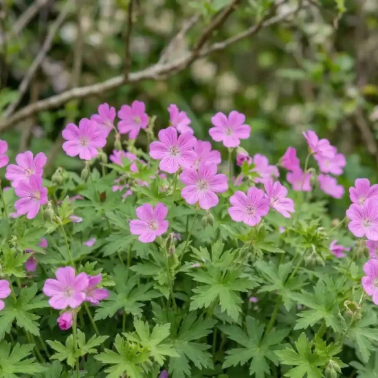 Pélargonium