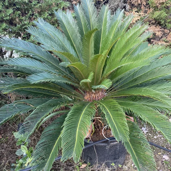Cycas du Japon