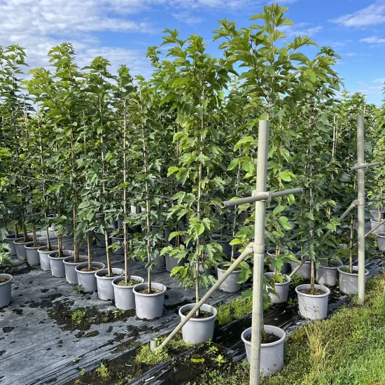 Mûrier platane sans fruit — Pot 15L Baliveau