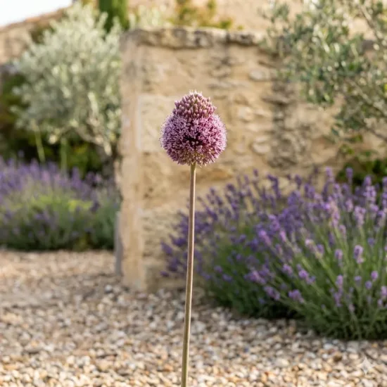 Ail d'ornement 'Forelock'