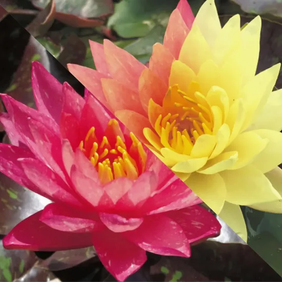 Nénuphar 'Wanvisa'