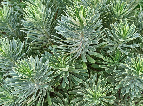 Euphorbe des garrigues 'Silver swan'