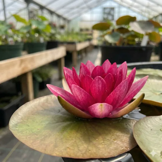 Nénuphar 'Mayla'