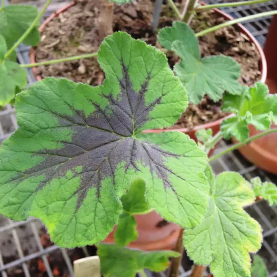 Géranium au parfum de menthe ' '