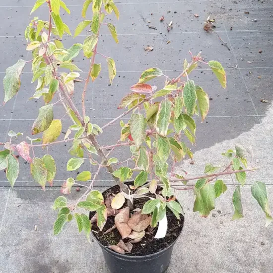 Baie de maqui 'Variegata'