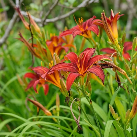 Hémérocalle 'Crimson pirate'