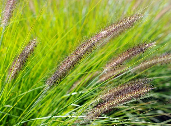 Herbe aux écouvillons