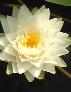 Nénuphar 'Mrs wilfron gonnere'