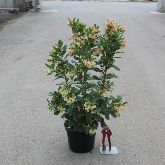 Arbre Aux Fraises Roselily