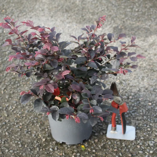Loropétale de chine 'Ever red'