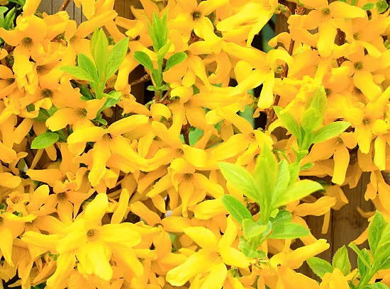 Forsythia 'Maree d or'