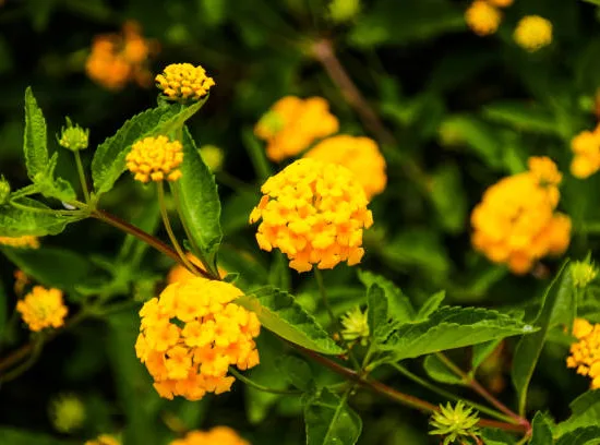 Lantanier Jaune