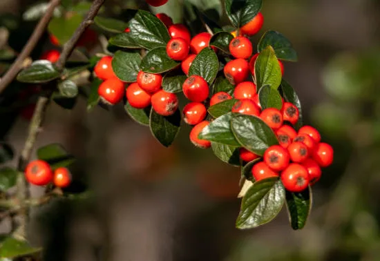 Cotonéaster de Franchet ou Cotonéastre de Franchet