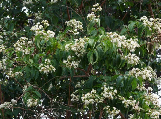 Arbre à miel