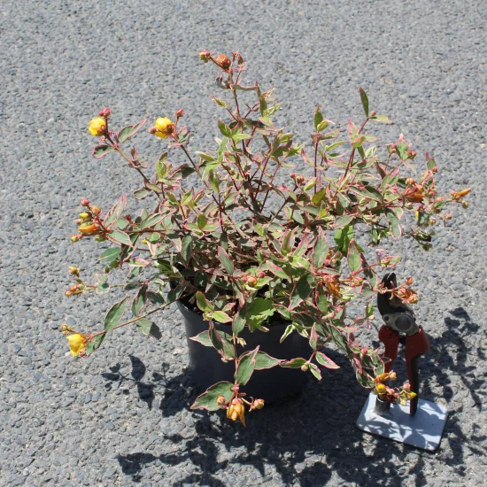 Millepertuis 'Tricolor'