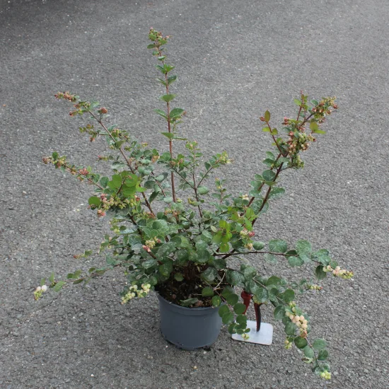 Symphorine 'Mother of pearl'