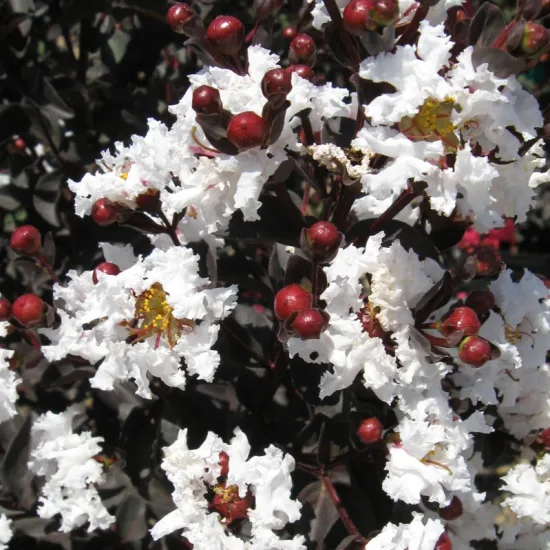 Lilas des indes 'Pure white'