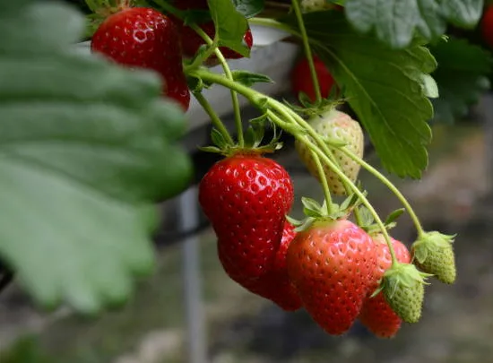 Fraisier 'Mount everest'