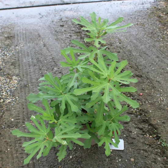 Figuier 'Ice crystal'