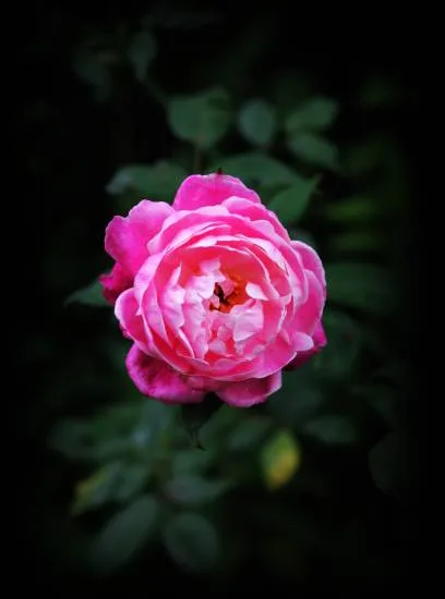 Pivoine 'Neon rose etamine jaune