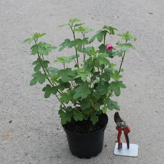 Anisodontea 'El rayo'