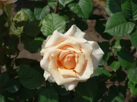 Rosier 'Dune '