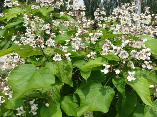 Catalpa commun