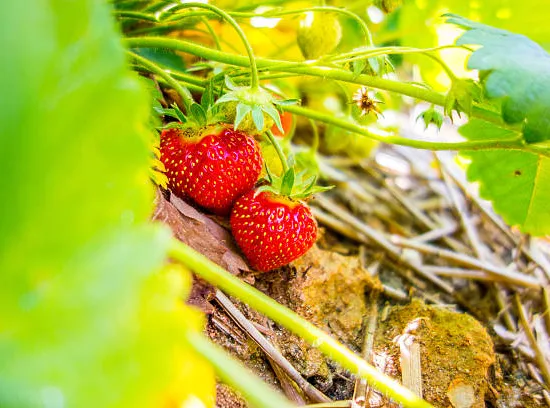 Fraisier 'Ostara'