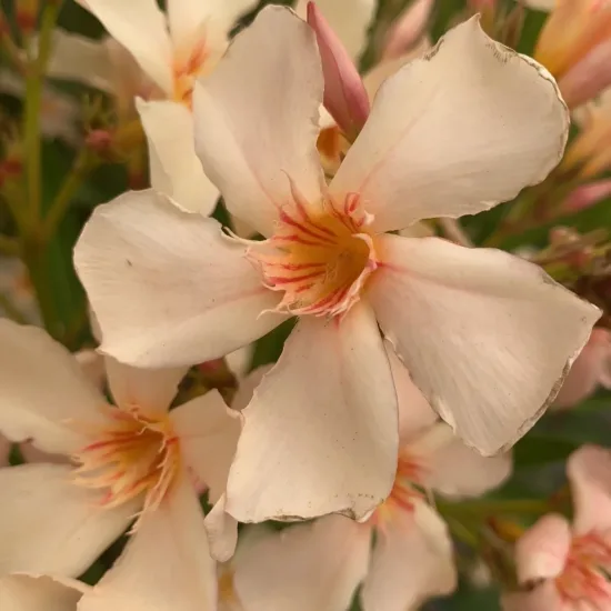 Laurier rose 'Angiolo pucci'