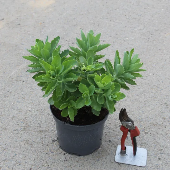 Sedum 'Herbstfreud'