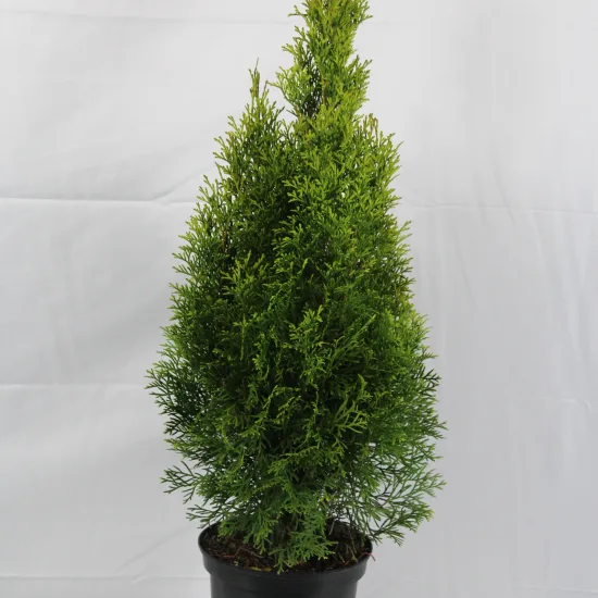 Thuya émeraude 'Emeraude'
