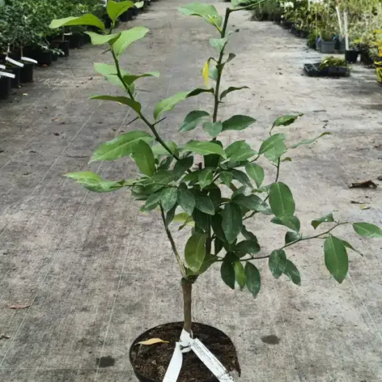 Citron Main de Bouddha