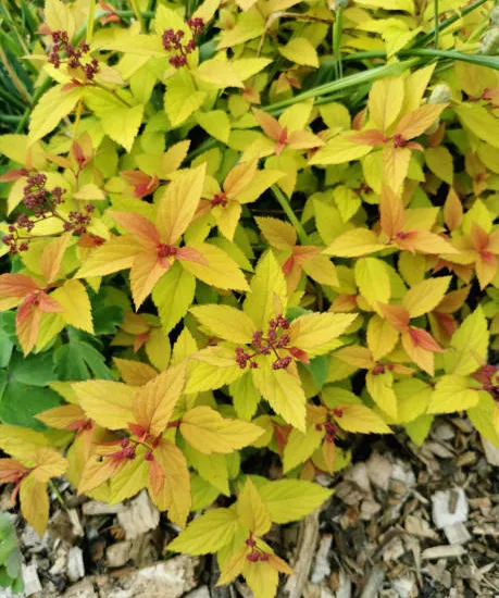 Spirée du japon 'Magic carpet'