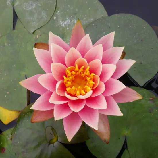 Nénuphar 'Aurora'