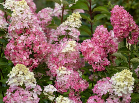 Hortensia paniculé 'Vanille fraise'