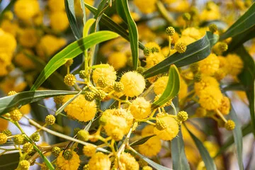 Mimosa des 4 saisons