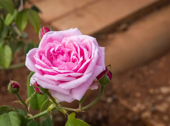 Rosier 'Mme de maintenon'