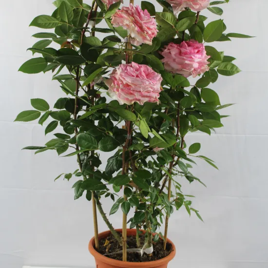 Rosier 'Shirley '