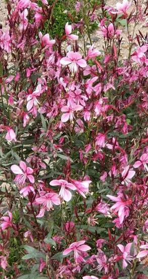 Gaura 'Light pink''