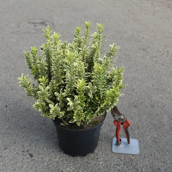 Fusain du japon 'Micro aureomarginatus'
