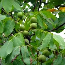 Noyer 'Fernor'