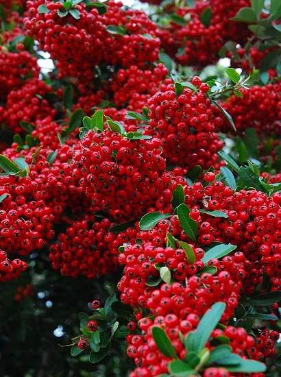Buisson-ardent 'Rouge cadrou'