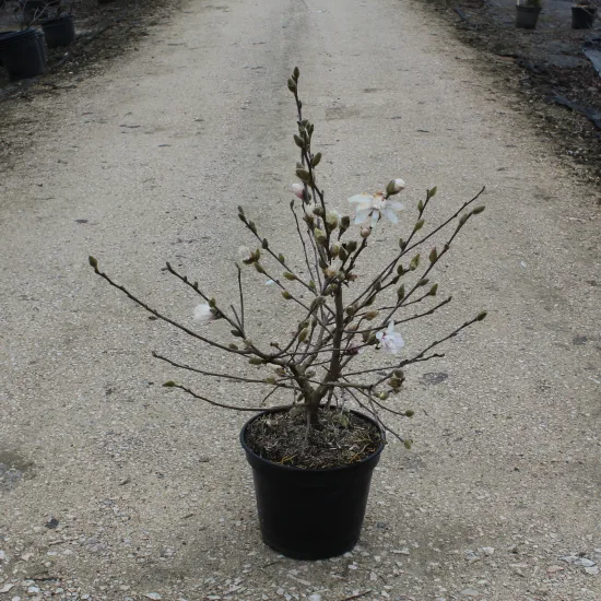 Magnolia étoilé