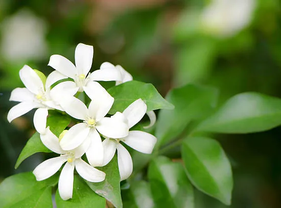 Jasmin