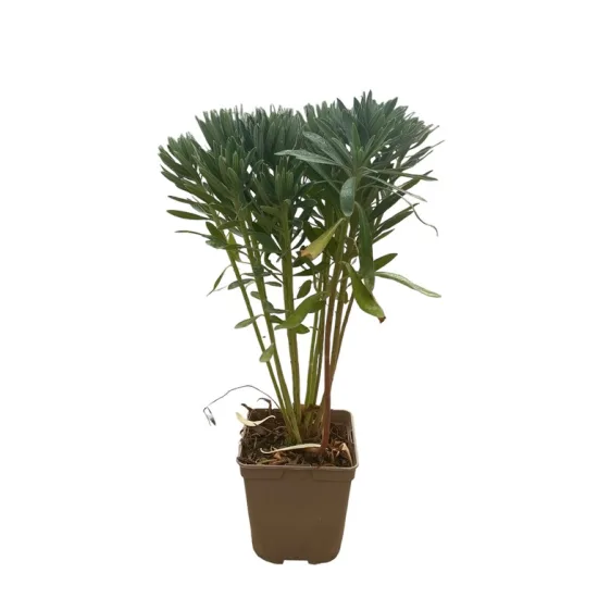 Euphorbia characias 'wulfenii'