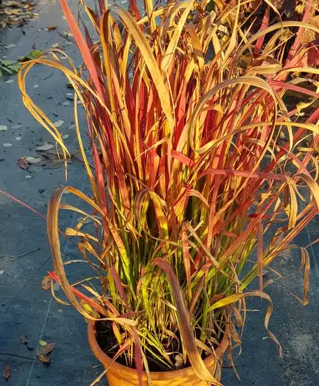 Impérate 'Red baron'