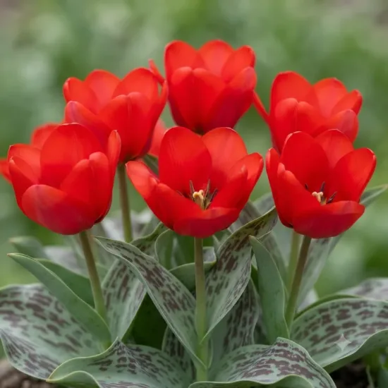 Tulipe botanique greigii 'Chaperon rouge'