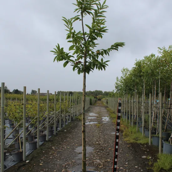 Châtaigner 'Marsol'